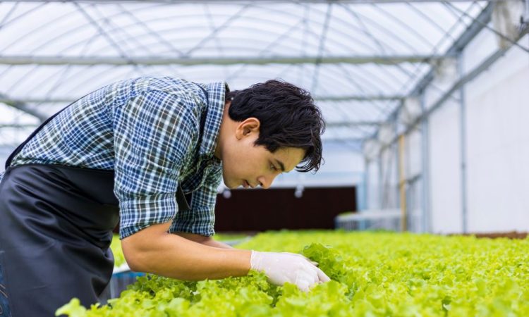Man working in greenhouse