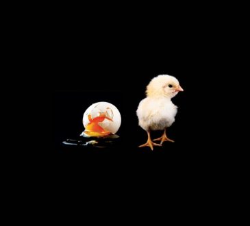 Baby chick beside cracked egg on black background.