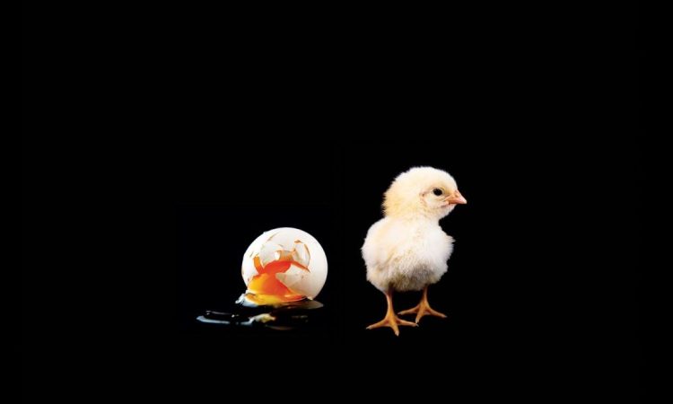 Baby chick beside cracked egg on black background.