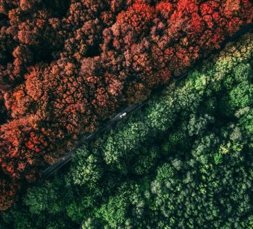 Overhead view of forest changing colour in fall