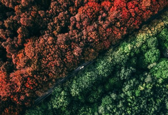 Overhead view of forest changing colour in fall