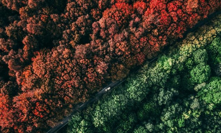 Overhead view of forest changing colour in fall