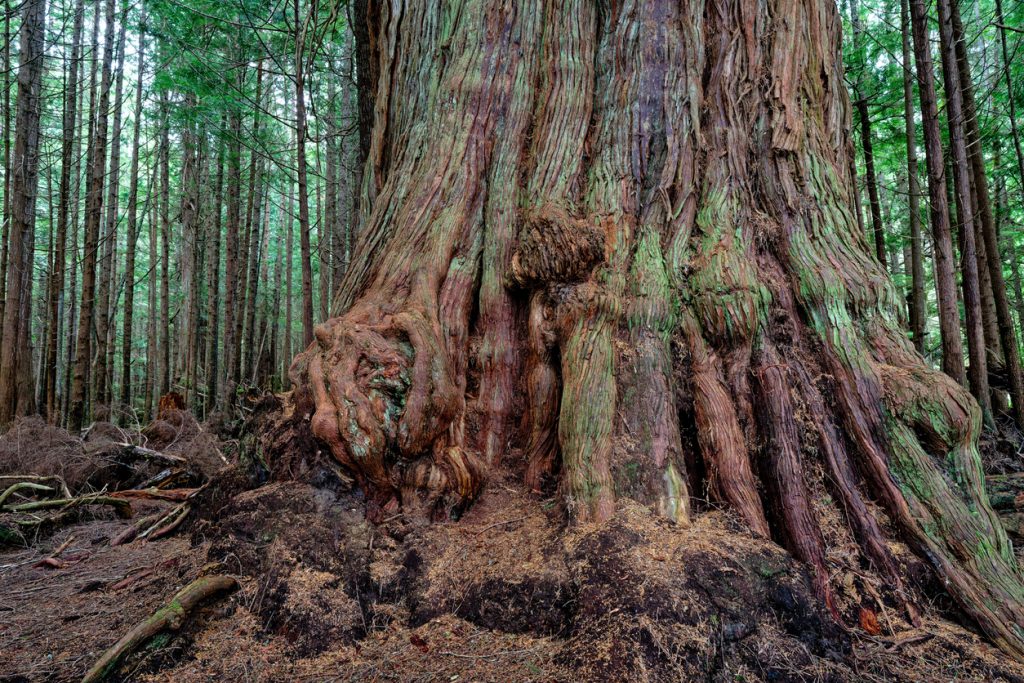 An ancient Western red cedar on Malcolm Island, BC