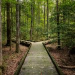 Fork in the road: wooden boardwalk in forest