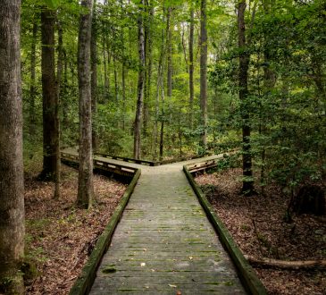 Fork in the road: wooden boardwalk in forest