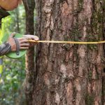 Forestry worker is measuring trunk of pine tree