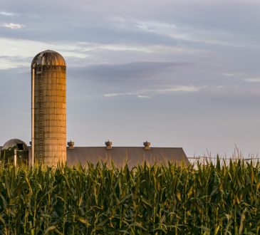 Farm Silo with Tall Corn Stalks in the Foreground