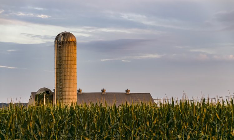 Farm Silo with Tall Corn Stalks in the Foreground