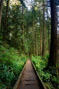 Wooden boardwalk in forest