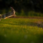 Photo of a leaping rabbit.