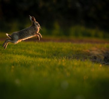 Photo of a leaping rabbit.