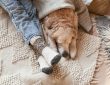 Festive socks on legs and cute golden retriever dog on carpet