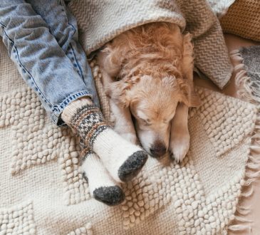 Festive socks on legs and cute golden retriever dog on carpet