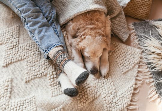 Festive socks on legs and cute golden retriever dog on carpet