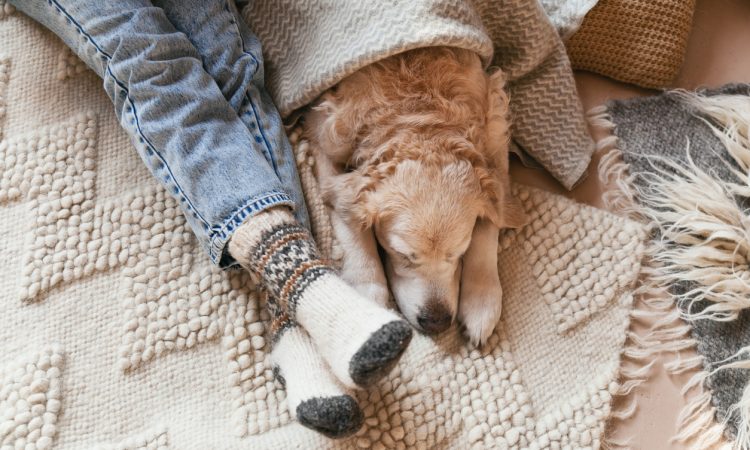 Festive socks on legs and cute golden retriever dog on carpet