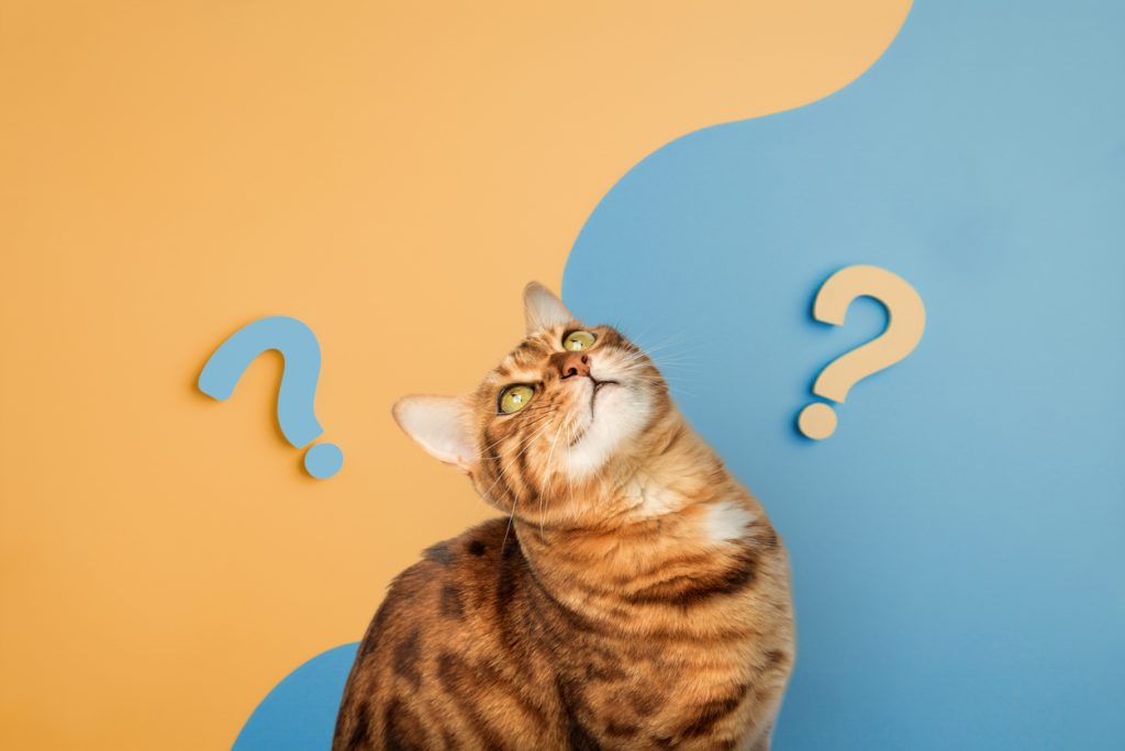 cat with question marks on an orange - blue background.