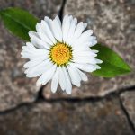 White flower growing in cracked stone