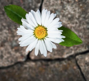 White flower growing in cracked stone