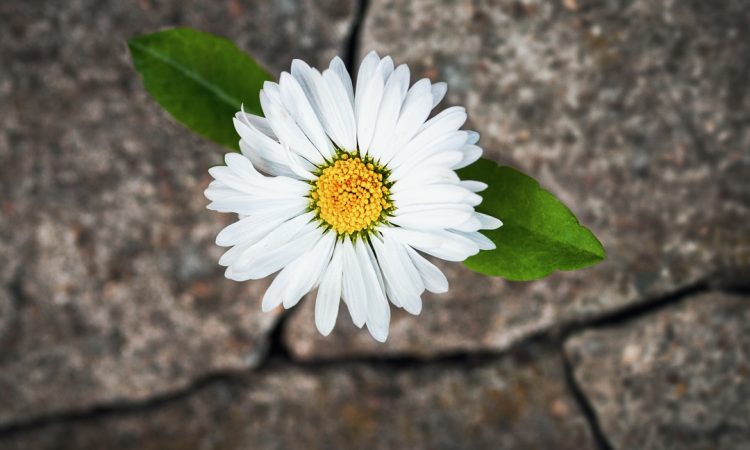 White flower growing in cracked stone