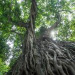 Tree with massive roots pictured from below