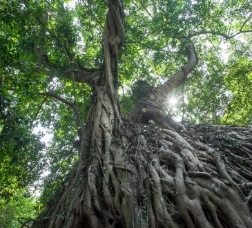 Tree with massive roots pictured from below