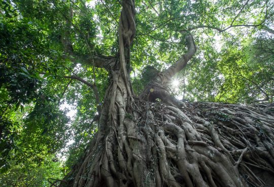 Tree with massive roots pictured from below