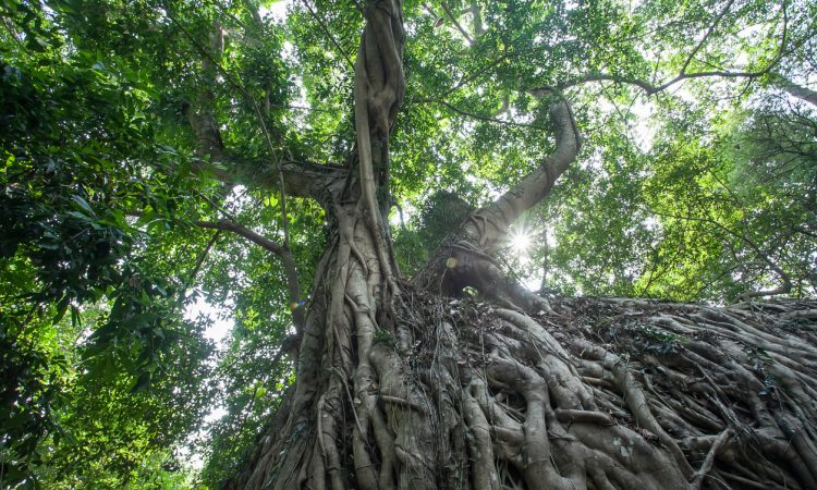 Tree with massive roots pictured from below