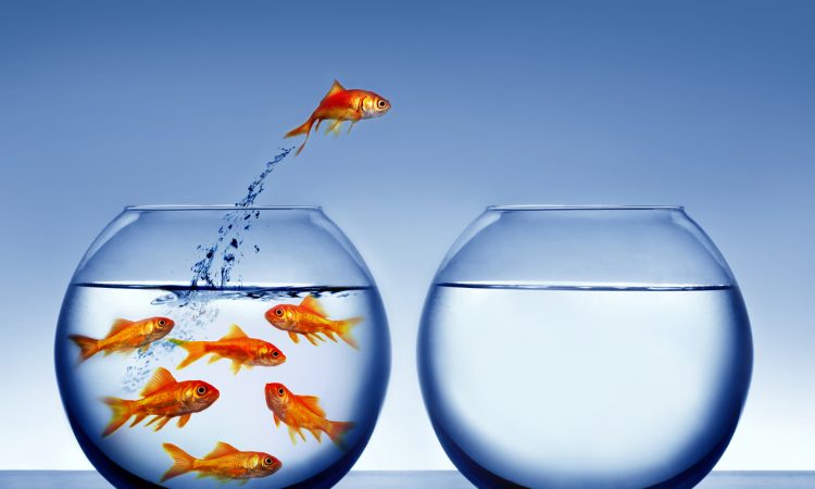 Goldfish jumping from bowl with other fish to bowl without any fish